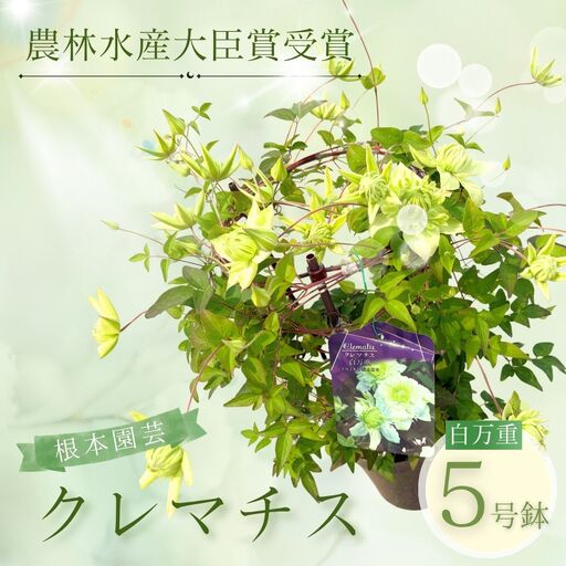 先行予約 クレマチス 白万重 5号鉢 根本園芸 | クレマチス 農林水産大臣賞