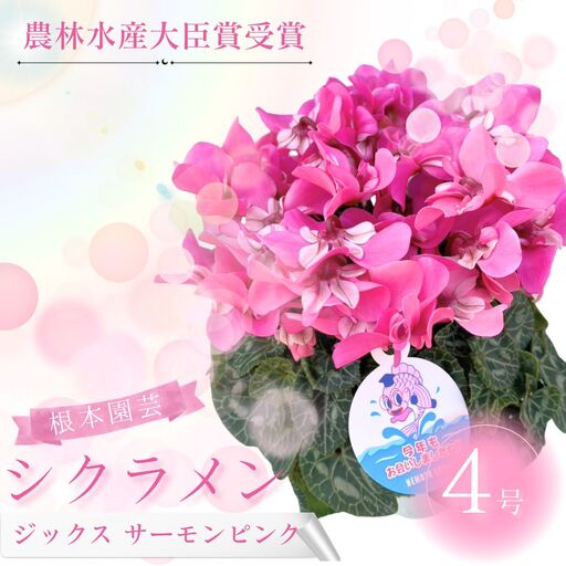 【先行予約】シクラメン ジックス サーモンピンク 4号鉢 根本園芸 | シクラメン 農林水産大臣賞