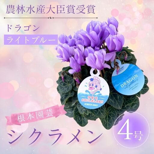 先行予約 シクラメン ドラゴン ライトブルー 4号鉢 根本園芸 | シクラメン 農林水産大臣賞