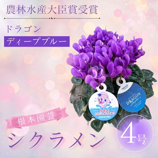 【先行予約】シクラメン ドラゴン ディープブルー 4号鉢 根本園芸 | シクラメン 農林水産大臣賞