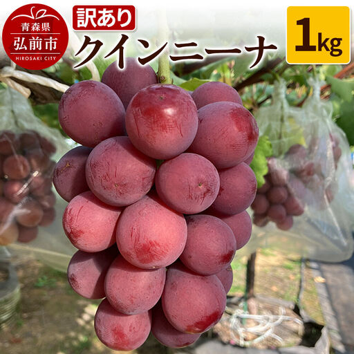 【26年9月～発送】 【訳あり】 クインニーナ 1kg【先行受付】 ぶどう フルーツ 果物 ブドウ 葡萄 グレープ くだもの 産地直送