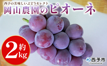 [西予の美味しいぶどうセレクトセット/ピオーネ 約2kg(岡山農園)] 果物 くだもの フルーツ ぶどう 葡萄 ブドウ セット 食べ比べ 野菜ソムリエ 食べて応援 特産品 産地直送 西予倶楽部 愛媛県 西予市[冷蔵]『8月中旬から9月下旬迄に順次出荷予定』OMC0008