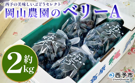 [西予の美味しいぶどうセレクトセット/ベリーA 約2kg(岡山農園)] 果物 くだもの フルーツ ぶどう 葡萄 ブドウ セット 食べ比べ 野菜ソムリエ 食べて応援 特産品 産地直送 西予倶楽部 愛媛県 西予市[冷蔵]『8月中旬から9月下旬迄に順次出荷予定』OMC0009