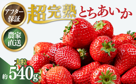 いちご【1月以降発送】朝採れとちあいか 大粒 約270g × 2パック 合計 約540g |イチゴ いちご