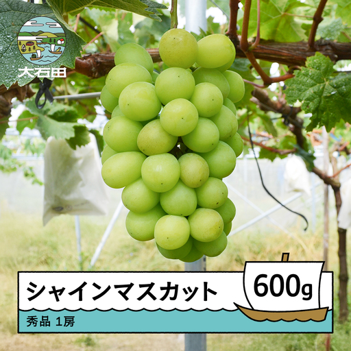 【先行予約】 シャインマスカット 約600g 1房 令和8年産 2026年産 ぶどう※沖縄・離島への配送不可 ry-busmx600 