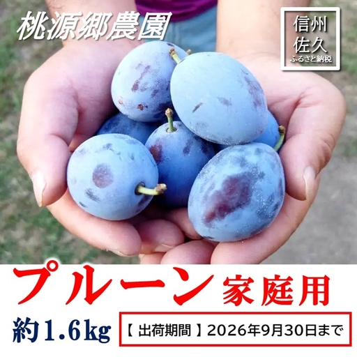 [2026年9月発送]信州佐久市産 プルーン 約1.6kg (家庭用)(北海道・沖縄・離島は配送不可)フルーツ プルーン 品種 おまかせ 期間限定 産地直送 旬 旬彩 [桃源郷農園]