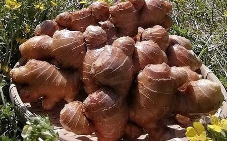 自然の力だけで育てた、こだわり農法の生姜(水洗い2kg)高知県黒潮町産[1323-2]