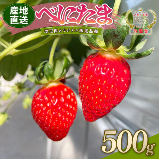 【予約】苺 べにたま 250g×2 500g いちご 苺