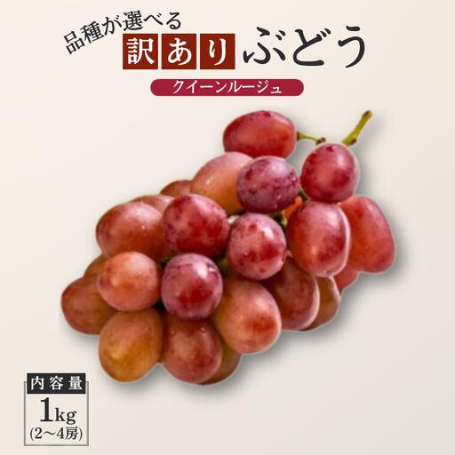 ぶどう クイーンルージュ® [家庭用] 約1kg /2026年9月下旬〜10月中 配送予定 // 稀少 新品種 長野県 南信州 松川町産 高糖度 葡萄 クインルージュ 甘い 種なし 皮ごと 訳あり お試し