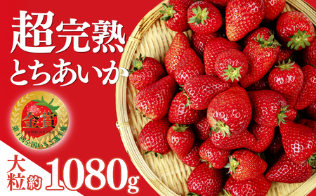 いちご【2月以降発送】朝採れとちあいか 大粒 約270g × 4パック 合計 約1080g |イチゴ いちご