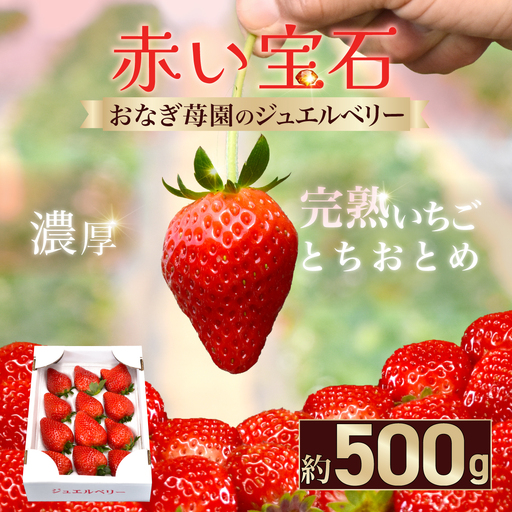 【先行予約】【1月下旬から発送】赤い宝石 おなぎ苺園のジュエルベリー 完熟いちご とちおとめ 約500g SMCO001