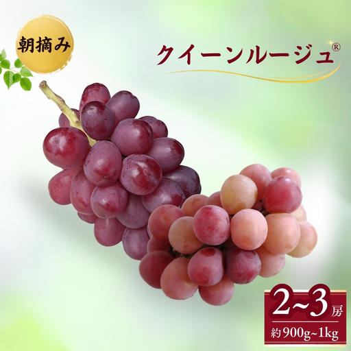 【2026年先行予約】クイーンルージュR? 朝摘み  約900g~1kg （2~3房）｜ クイーンルージュR