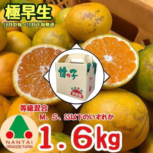 等級混合 極早生 有田みかん M 〜 SSサイズ以下 約1.6kg 南泰園 和歌山 有田みかん