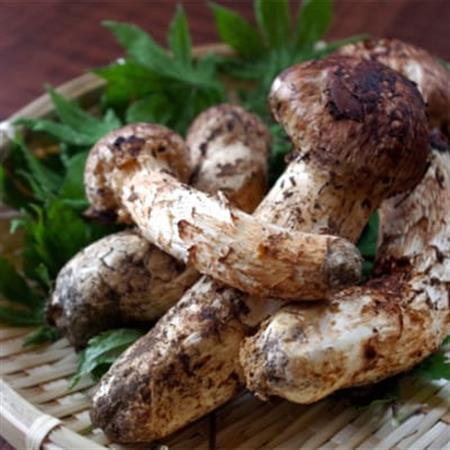【数量限定・2026年10月～11月発送】秋の味覚「天然の採れたてまつたけ」約200g【配送不可地域：離島】【1661940】