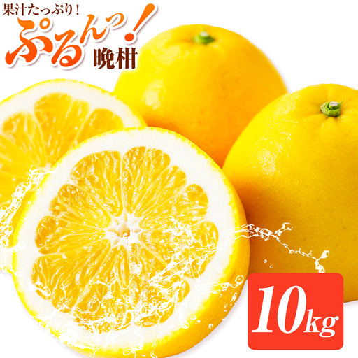 熊本 晩柑 10kg 高橋商店 天草晩柑