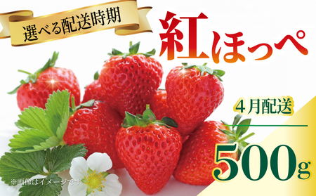 いちご 苺 紅ほっぺ 500g 4月配送 紅ほっぺ