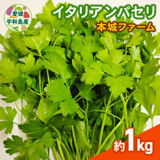 イタリアンパセリ 1kg 本城ファーム ハーブ 生パセリ パセリ ぱせり はーぶ 香草 水耕栽培 野菜 やさい 美味しい 新鮮 薬味 スパイス 調味料 パスタ スープ サラダ マリネ ドレッシング アレンジ いろいろ 農家直送 産地直送 数量限定 国産 愛媛 宇和島 F020-199004