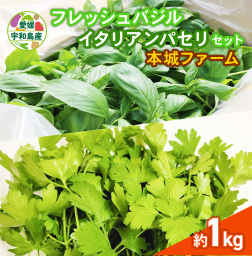 フレッシュ バジル イタリアンパセリ セット 計1kg 本城ファーム ハーブ 生バジル 生パセリ パセリ ばじる はーぶ 香草 水耕栽培 野菜 やさい 美味しい 新鮮 イタリア料理 調味料 スパイス 農家直送 産地直送 数量限定 国産 愛媛 宇和島 F020-199006
