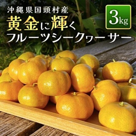 【2027年1月から順次発送】国頭村産 フルーツシークヮーサー 3kg 黄金色に色づく完熟果実【1662110】