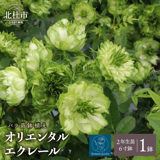 バラ苗鉢植え「オリエンタルエクレール」 [h190]