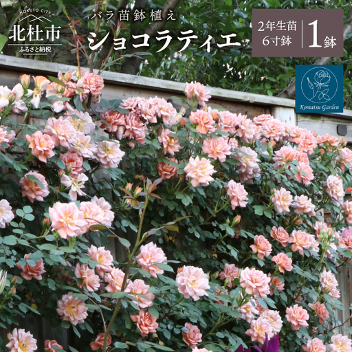バラ苗鉢植え「ショコラティエ」 [h190]
