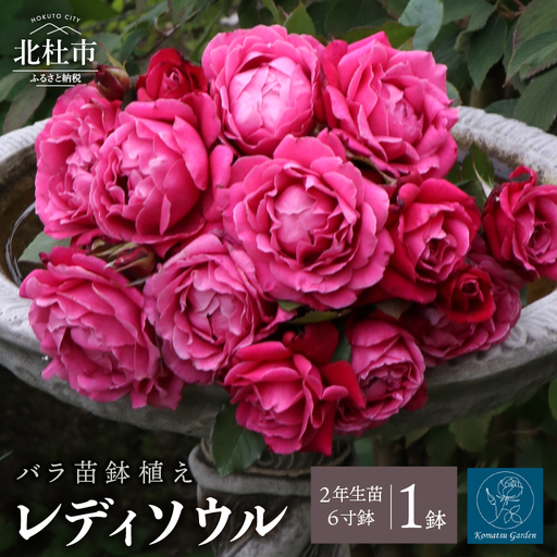 バラ苗鉢植え「レディソウル」 [h190]