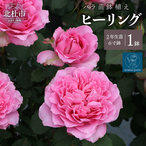 バラ苗鉢植え「ヒーリング」 [h190]