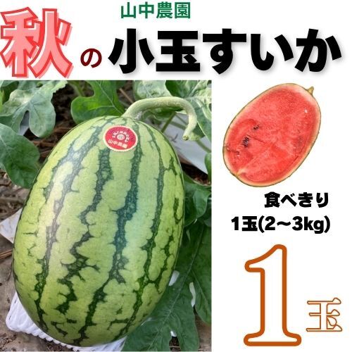 103003　山中農園　小玉すいか１玉