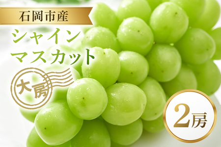 【2025年 先行予約】シャインマスカット大房 2房 大粒 皮ごと食べられる 葡萄 ぶどう 果物 グレープ 贈答用 家庭用 フルーツギフト スイーツ用 お取り寄せ 予約限定 産地直送 冷蔵 茨城県 石岡市(A38-001)
