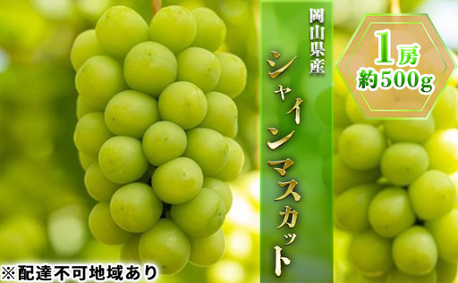 ぶどう 2026年 先行予約 シャイン マスカット 1房 約500g ブドウ 葡萄  岡山県産 国産 フルーツ 果物 ギフト