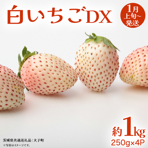 白いちご DX 約1kg (250g×4P)[2027年1月上旬発送開始](茨城県共通返礼品:大子町) 苺 いちご イチゴ 果物 フルーツ おやつ