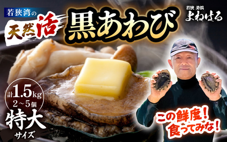 【先行予約】黒あわび 計1.5kg (2～5個) 特大サイズ【2026年11月中旬以降順次発送予定】天然 黒あわび 活あわび [m17-o004_99]