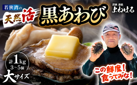 [先行予約]天然 黒あわび 計1kg (3〜5個) 大サイズ[2026年11月中旬以降順次発送予定]日本海若狭湾 黒あわび [m17-j002_99]