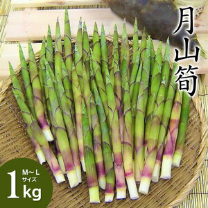 【令和9年産】 月山筍 1kg 山形県鶴岡市産 JA庄内たがわ K-930