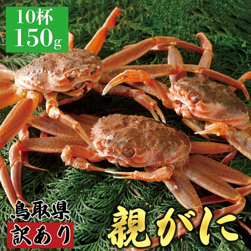 1070.【2026年12月発送】鳥取県産 特撰 親がに 姿【 セコガニ 】（なま）【訳あり】150g 10杯 | ズワイガニ ズワイガニ メス 蟹
