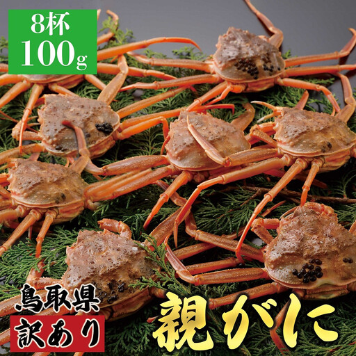 1072.【2026年12月発送】鳥取県産 特撰 親がに 姿【 セコガニ 】（なま）【訳あり】100g 8杯 | ズワイガニ ズワイガニ メス 蟹