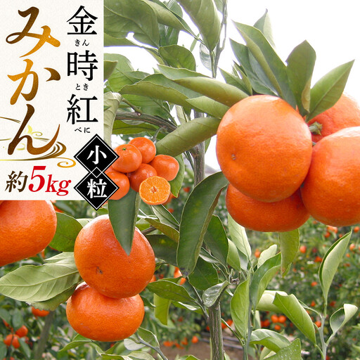 【11月中旬～発送】【小粒】金時紅みかん 約5kg