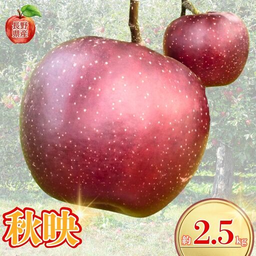 [2026年先行予約]長野県産りんご 秋映 約2.5kg|りんご