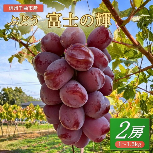 【2026年先行予約】ぶどう 富士の輝 約1~1.5kg（2房）｜ ぶどう