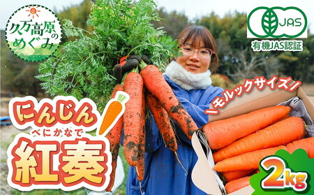 [産地直送][先行予約]モルックサイズ!? 特大にんじん(紅奏)2kg | 人参 ニンジン ニンジンジュース 有機 JAS 高原野菜 久万高原町 ※離島への配送不可 ※2026年12月上旬〜2027年2月上旬頃に順次発送予定