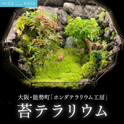 苔テラリウム | ホンダテラリウム工房 | 62面体 インテリア 和モダン 観葉植物 盆 一点もの アート作品 ハンドメイド 手作り LEDライト付き ガラス容器 癒し リラクゼーション ミニチュア ジオラマ おしゃれ ギフト | 大阪府 能勢町 送料無料
