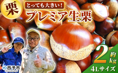 ＜とっても大きい！プレミア生栗 4Lサイズ（約2kg）＞甘い 栗 マロン 和栗 栗ごはん モンブラン 栗きんとん 甘露煮 スイーツ ケーキ 洋菓子 和菓子 お菓子 秋 味覚 産地直送 城川ファクトリー 愛媛県 西予市【冷蔵】『2026年9月中旬～10月上旬に順次発送予定』SSF0041