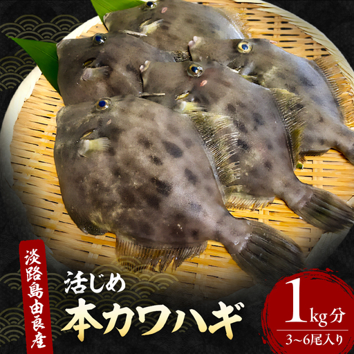 カワハギ 淡路島産 天然 本カワハギ 1kg カワハギ
