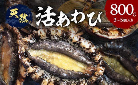 あわび 淡路島 天然 活あわび 800g あわび