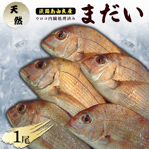 真鯛 淡路島産 天然 800g 1尾 真鯛