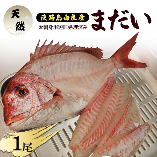 真鯛 淡路島産 天然 刺身 3人前 真鯛