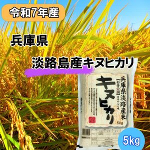キヌヒカリ 令和7年産 米 白米 5kg キヌヒカリ 淡路島 洲本市