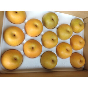 訳あり 鳥取県産 新甘泉 梨 5kg (10玉〜15玉)