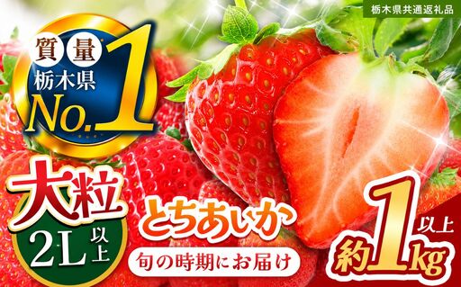 苺 いちご 大粒とちあいか 約1000g【栃木県共通返礼品】TT 栃木県 下野市