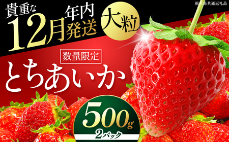 苺 いちご 【年内発送】初摘みとちあいか 約500g【栃木県共通返礼品】TT 栃木県 下野市